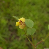 Vigna trilobata (L.) Verdc.